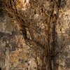 Old Wall