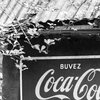 Jungle Bar