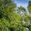 GreenTrees