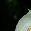 La Calla