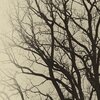 The Tree
