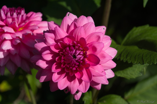 Blossom