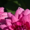 Blossom