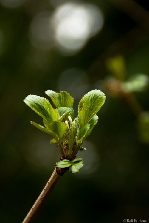 Almost Spring