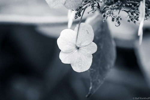 Hängeblume