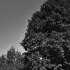 MightyTree