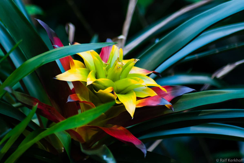Tropical