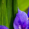 Blaugelb
