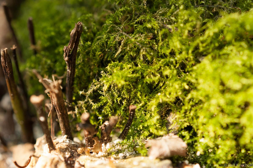Miniatur