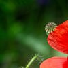 Blühender Mohn