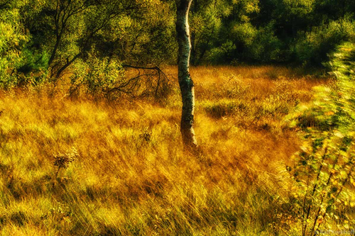 Windy Field