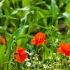 Mohn