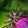 Distel