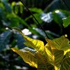 Lichtspiel