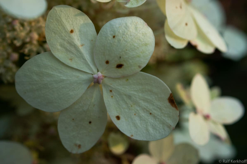Blüte