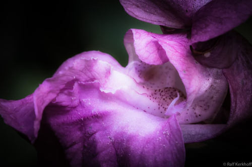 FlowerPower