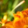 Oranges