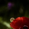 Mohn