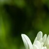 LightWhite