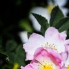 Heckenblüten
