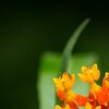 Living Colors