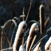 SnowPlant