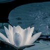 BlueRose