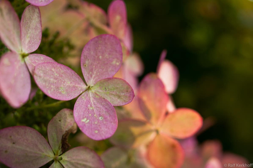 Rosa