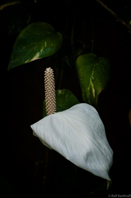 Witte