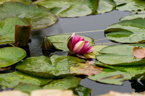 Seerose