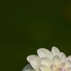 Softly