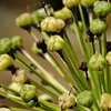 Knospen