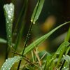 Wet Gras