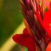 Leuchtendes Rot