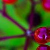 Berries