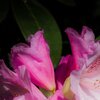Rhododendron