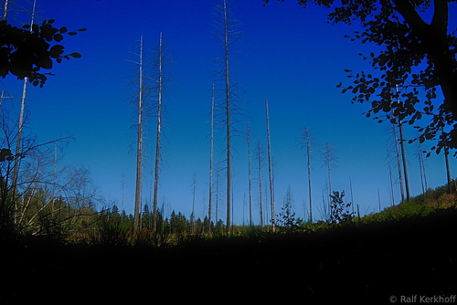 Dead Trees