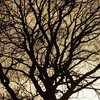 Brown Tree