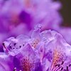 Blossum