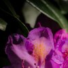 Vollblüte