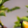 Frucht
