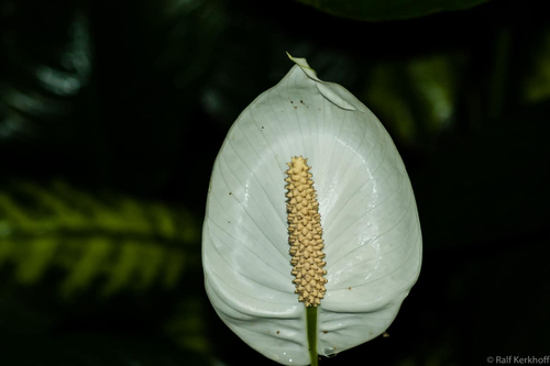 La Calla