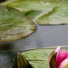 Seerose