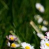 Blumenwiese