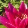 Seerose