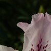Farbkleckse