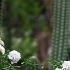 Desert Spring