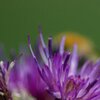 Blüten