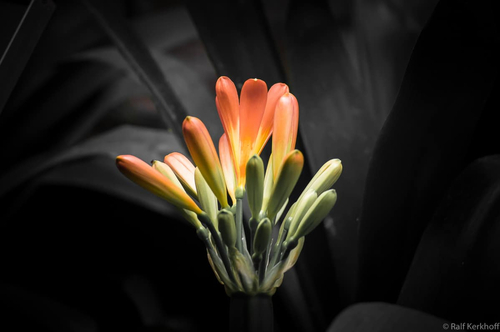 Colors