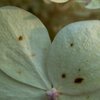 Blüte